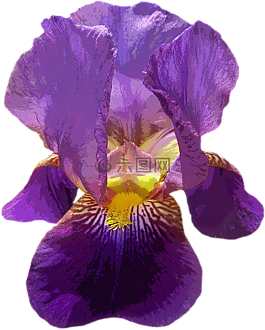 虹膜,開花,紫