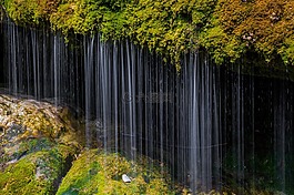 苔,水,性質(zhì)