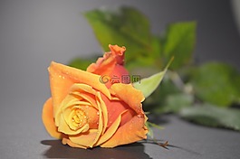 鲜花,玫瑰绽放,一滴水
