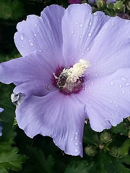 鮮花,白,露水