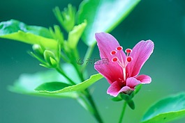 gumamela,花,粉紅色