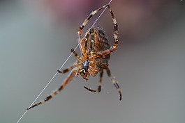 數(shù)值調(diào)節(jié)鈕,性質(zhì),動(dòng)物