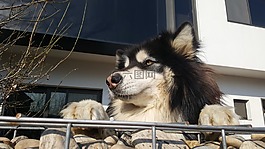 狗,小狗,石頭墻