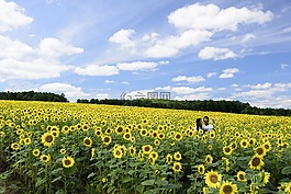 夏天,情人,夫婦