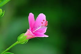 gumamela,粉紅色,花