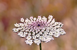 自然,植物區(qū)系,花