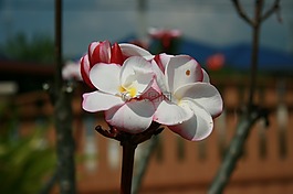 雞蛋花,花,詳細(xì)信息
