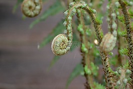 蕨類植物,夫人蕨,蹄蓋蕨filix 費米納