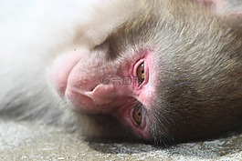 雪猴,日本獼猴,猴子