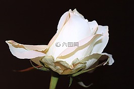玫瑰,白玫瑰,開(kāi)花