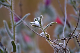 自然,植物區(qū)系,花