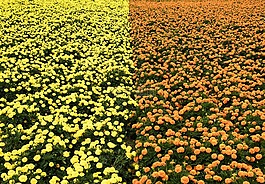 黃色花,橙花,線