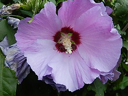 開(kāi)花,芙蓉,花園