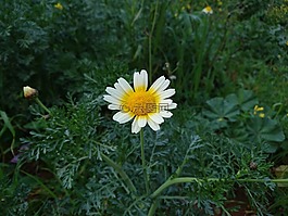 自然,植物區(qū)系,花