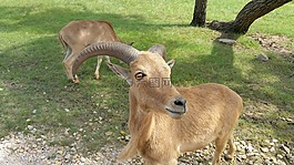 ram,動物,山羊
