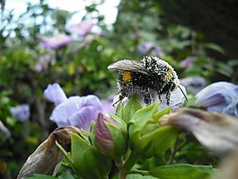 昆蟲,花粉,性質(zhì)