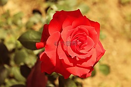 月季,玫瑰,花