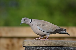 環頸斑鳩,斑鳩capicola,斗篷鴿子