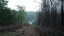 路,河,森林
