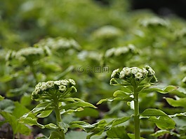 亨特,鲜花,春天