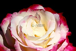 伊斯帕尔塔玫瑰,红色和白色,无辜