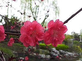 花卉,植物,梅花