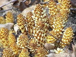 squaw根,菌類,伍茲