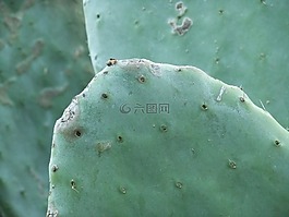 仙人掌,植物,多汁