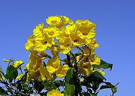 花,黃色,chestnutleaf trumpetbush