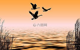 鵝,水,性質(zhì)
