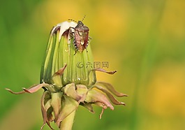 錯(cuò)誤,盾 bug,bug 類型