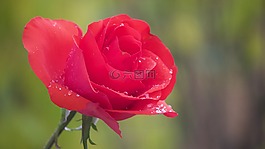 玫瑰,花園玫瑰,紅玫瑰