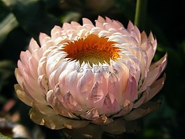 xerochrysum烏飯,strawflower,開花植物