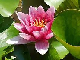 睡蓮,水生植物,紅色