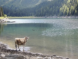 湖,bergsee,牛