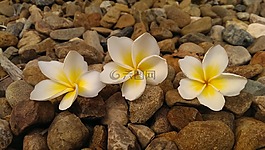 熱帶,花,夏天