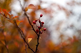 秋,葉子,分支