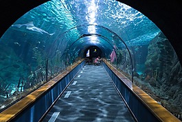 鯊魚隧道,水族館,loropark