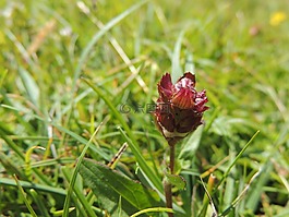 芽,花,開花