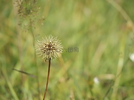 蒲公英,verbluet,植物