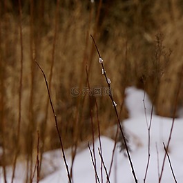 柳樹開花,柳貓,柳