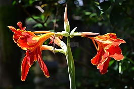 該花,花,紅色