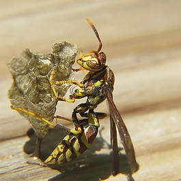 黃蜂,昆蟲,巢