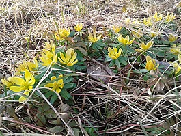 花卉,talovín,春天