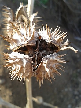 durman,花卉,性質(zhì)