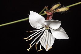 野生花卉,gkaoyra 白,花園