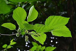 kamblimass,水果,綠色果品