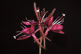 野生花卉,gkaoyra 紅,花園