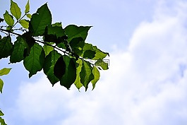 葉子,藍(lán)色的天空,天空