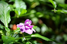 紫色花,關(guān)于陽光花,盛開